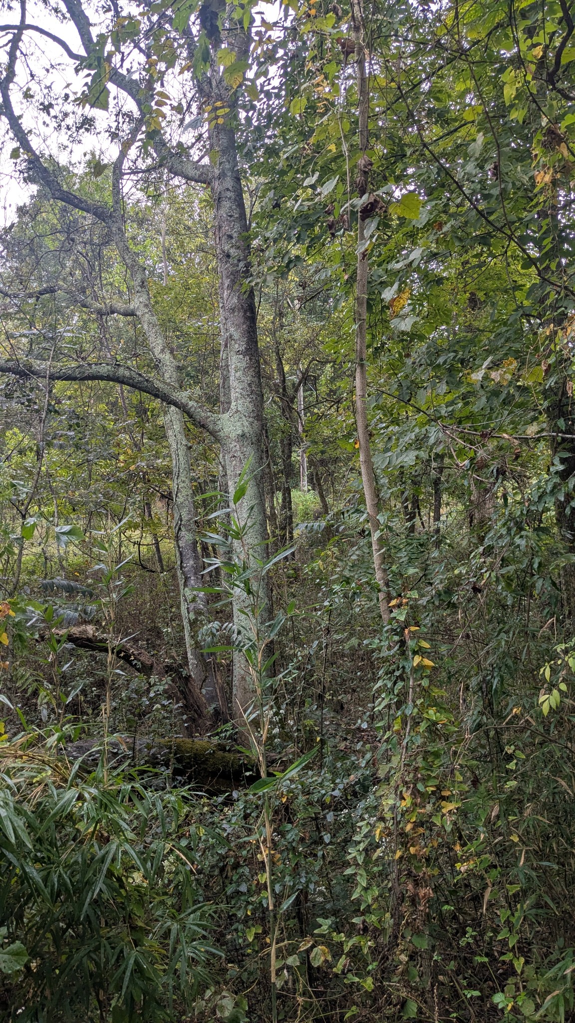 0 Greenvale Rd, Watertown, TN 37184
