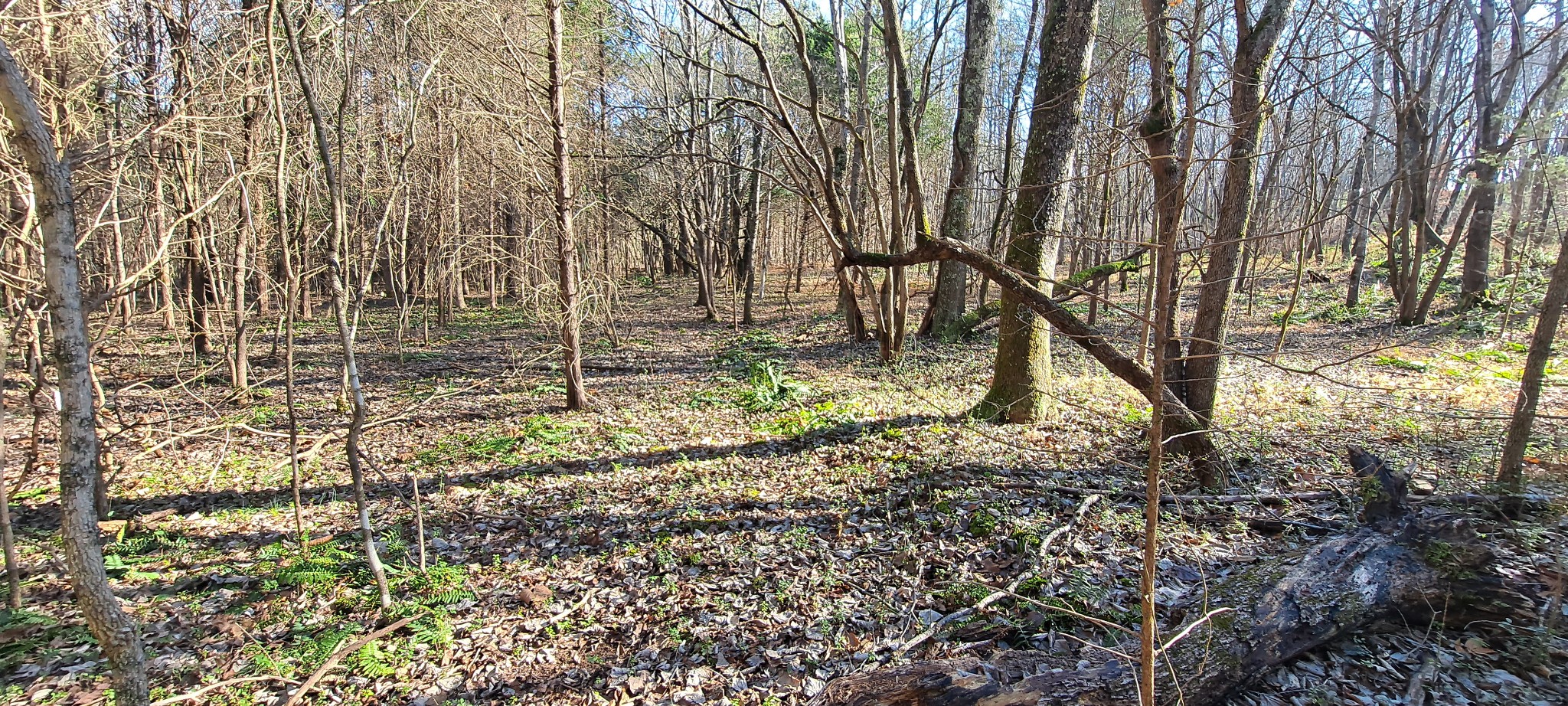 0 Nw Piney Rd, Dickson, TN 37055