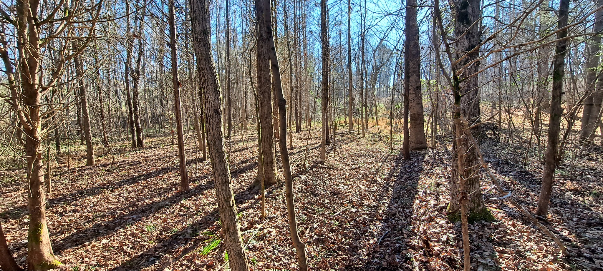 0 Nw Piney Rd, Dickson, TN 37055