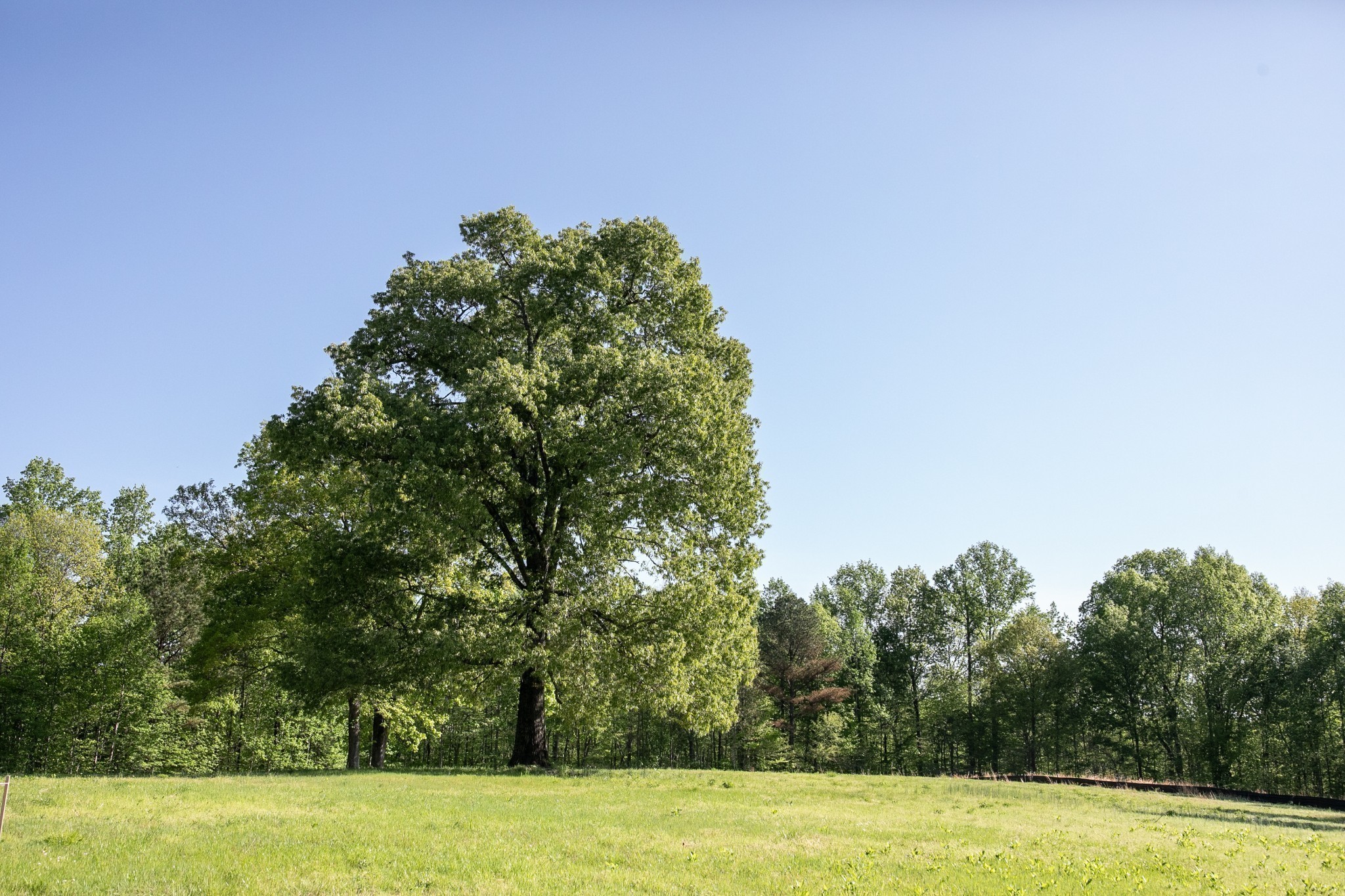 0 Pinewood Rd Lot 216, Franklin, TN 37064