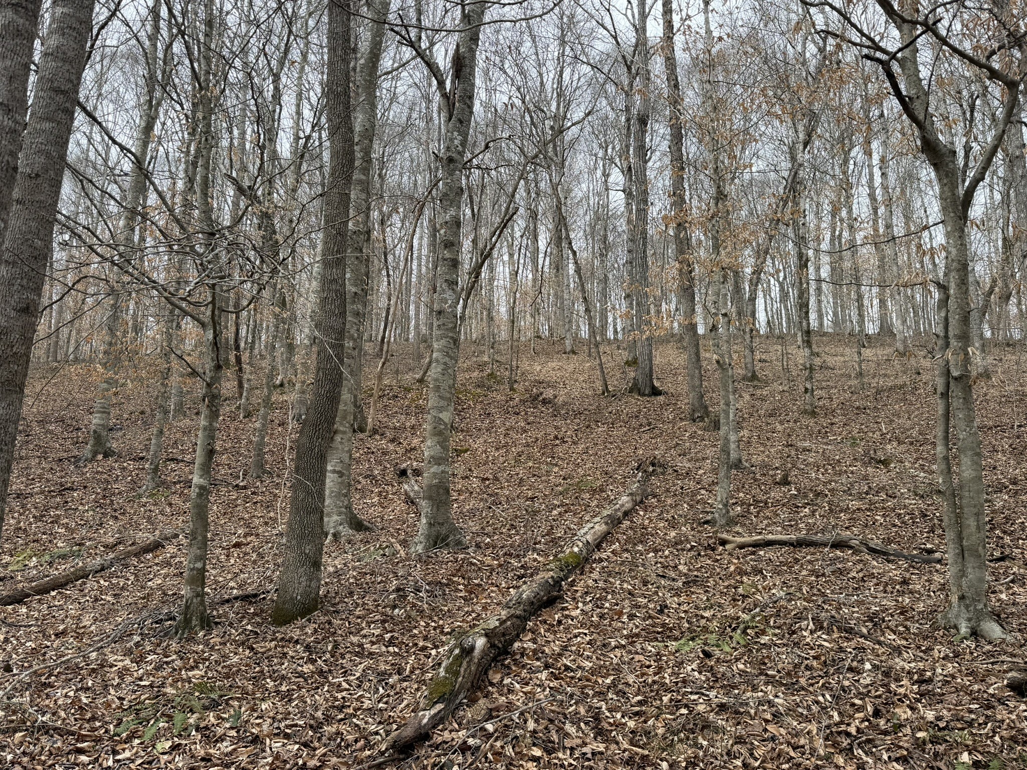 0 Collier Bend Rd, Charlotte, TN 37036