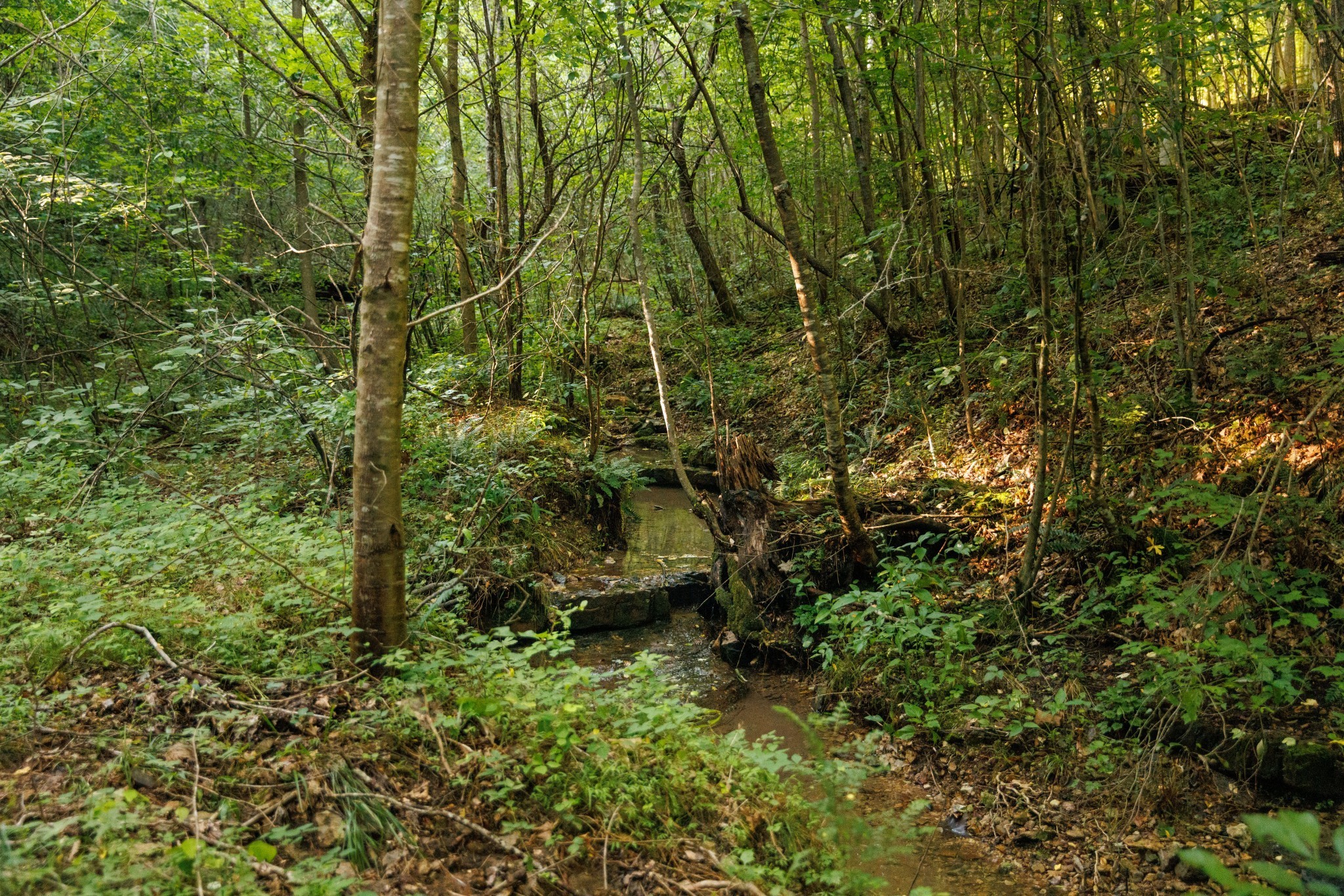 7365 Coldwater Rd, Fairview, TN 37062