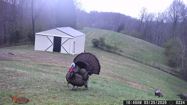 1103 Johnny Spears Rd, Westmoreland, TN 37186