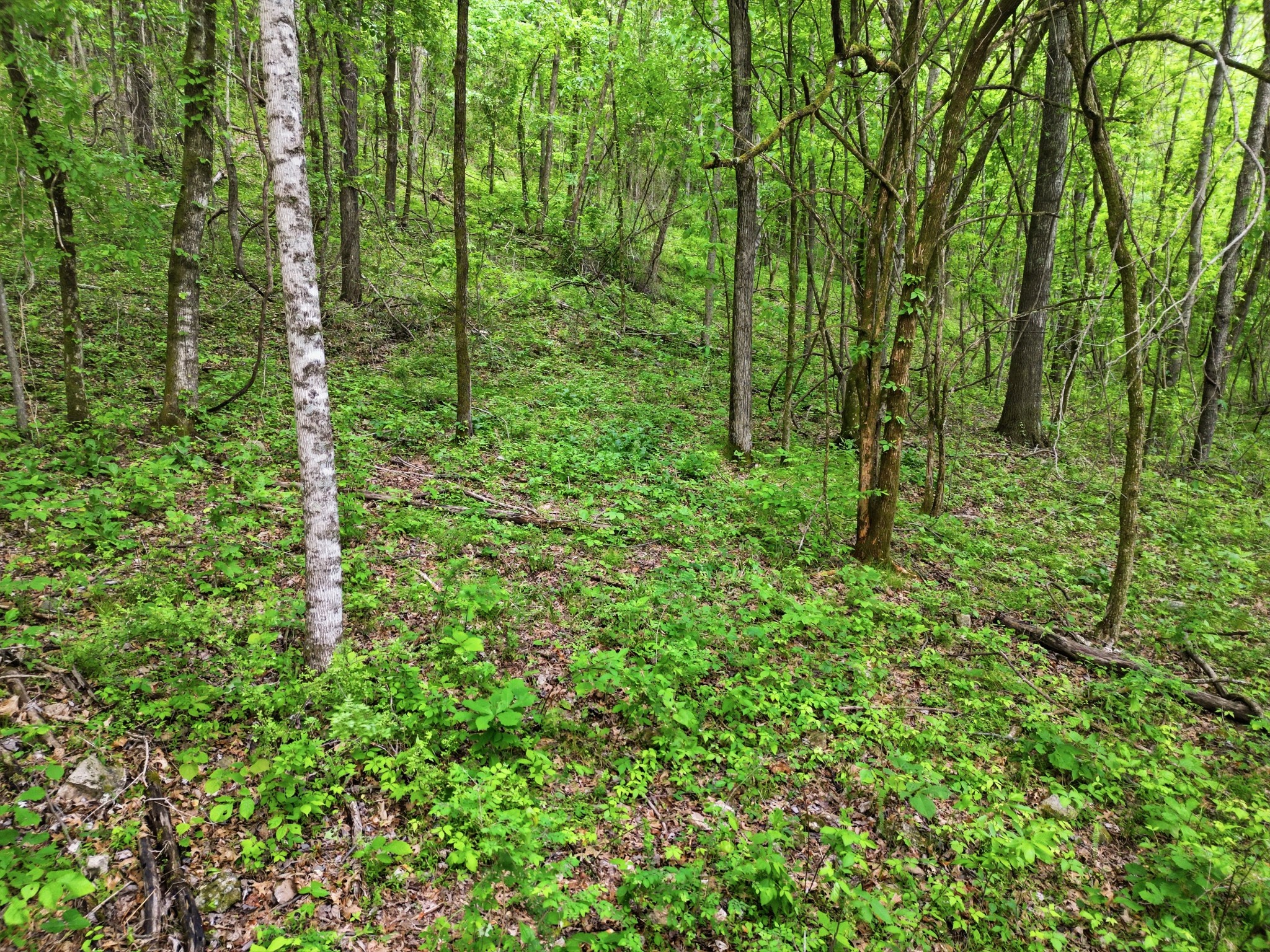78 Dog Branch Rd S, Pleasant Shade, TN 37145