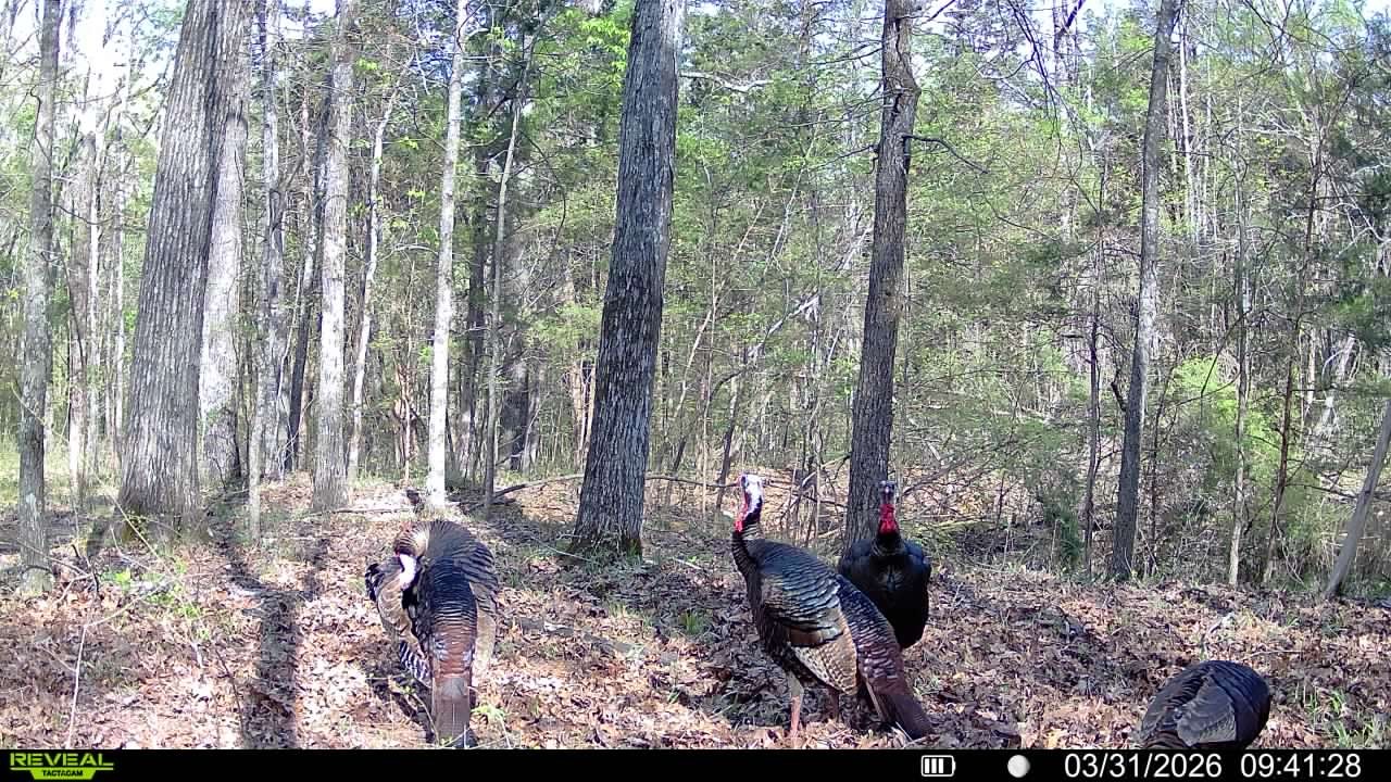 0 Luke Moser Rd, Columbia, TN 38401