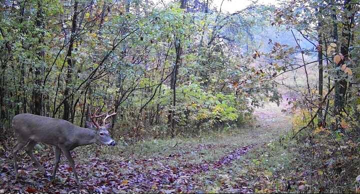 798 Red Tuttle Rd, Bethpage, TN 37022