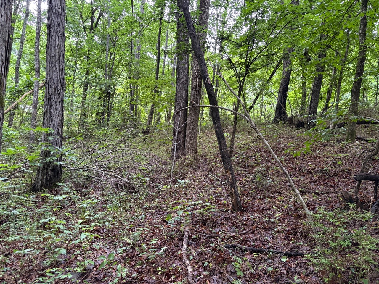 0 Ivy Hollow Rd Lot 5, Mount Pleasant, TN 38474