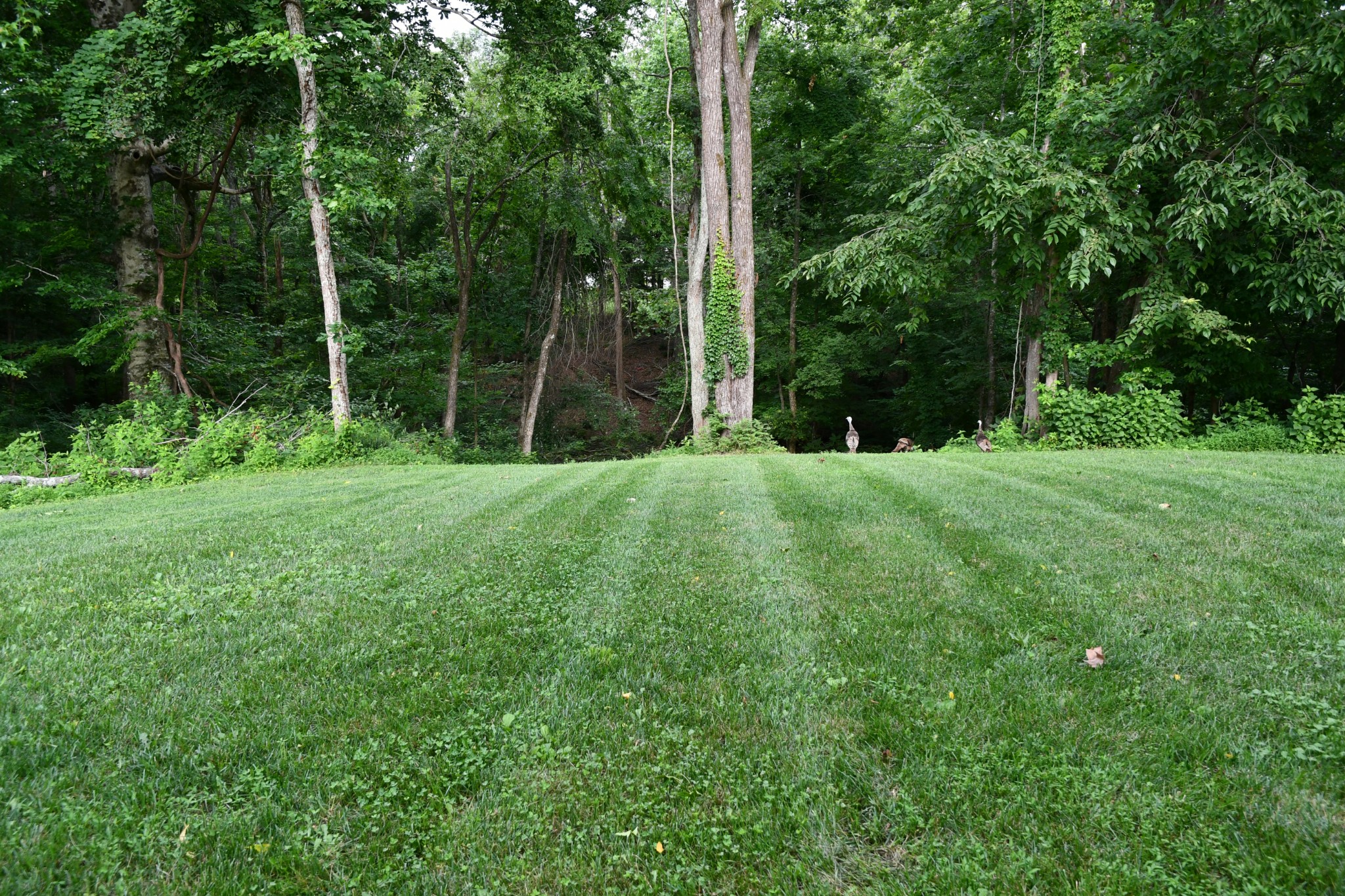 124 Grayson Ln, White House, TN 37188