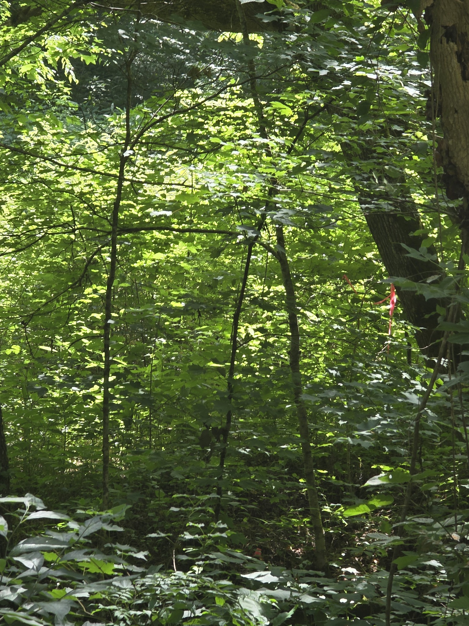 0 Difficult Ln, Pleasant Shade, TN 37145