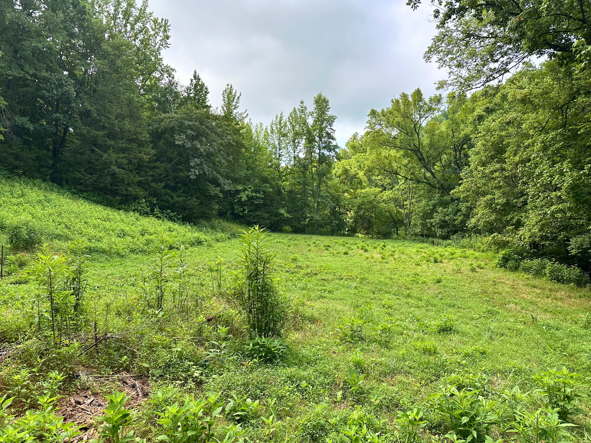 0 Dickens Rd, Buffalo Valley, TN 38548