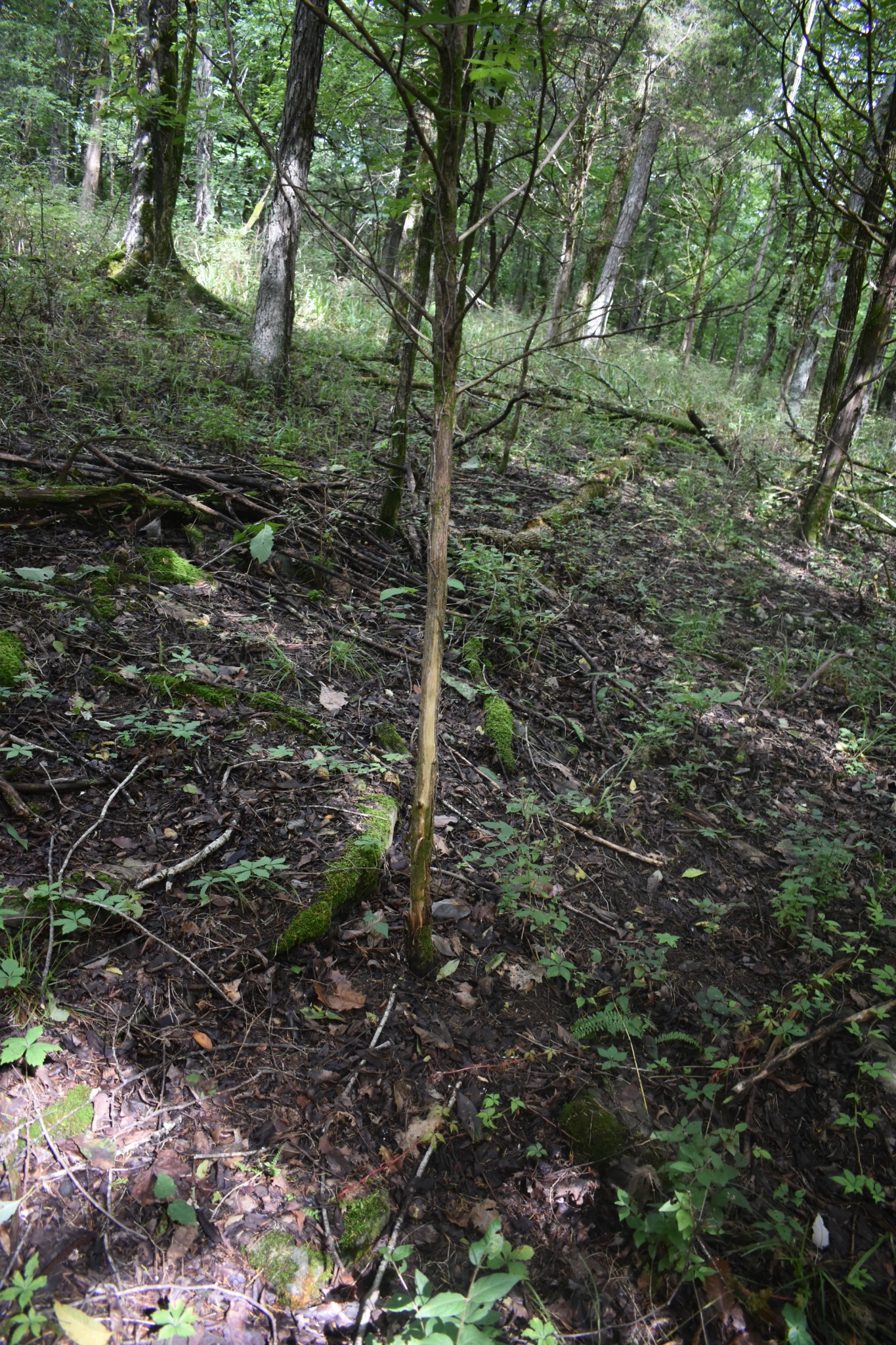 0 Ben Gentry Ln Lot 1-5, Elmwood, TN 38560