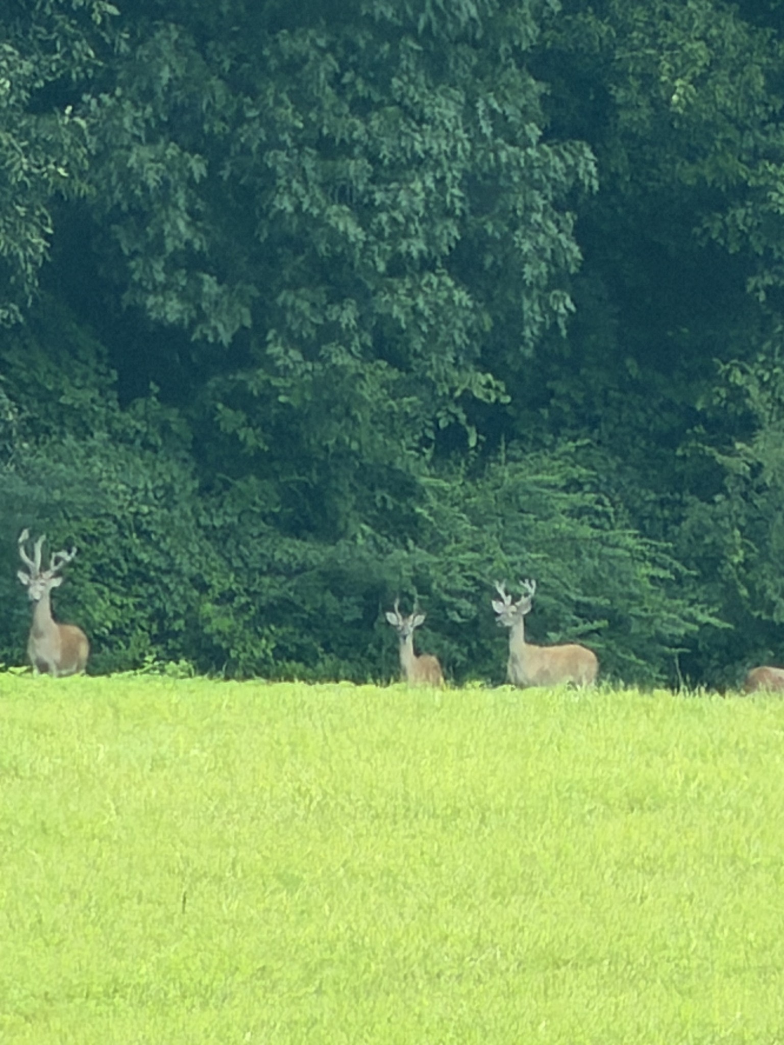 0 Swift Rd Lot 3, Greenbrier, TN 37073