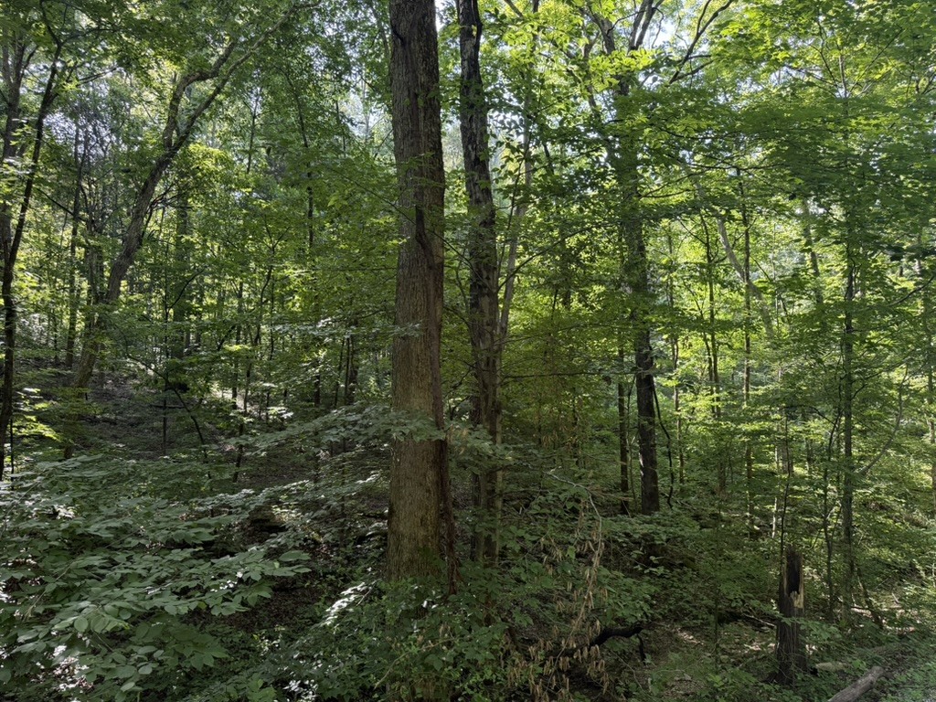 0 Roy Thompson, Mount Pleasant, TN 38474