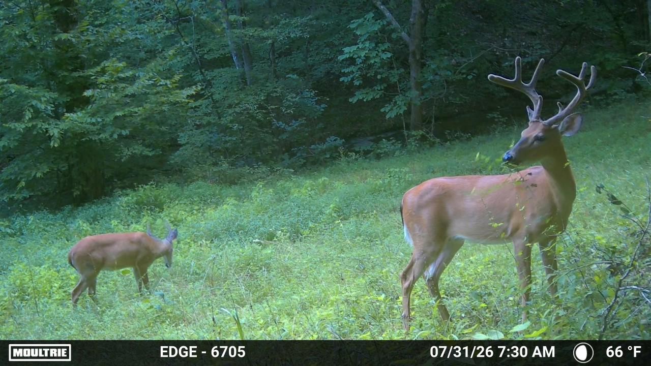1200 Dawson Rd, White Bluff, TN 37187