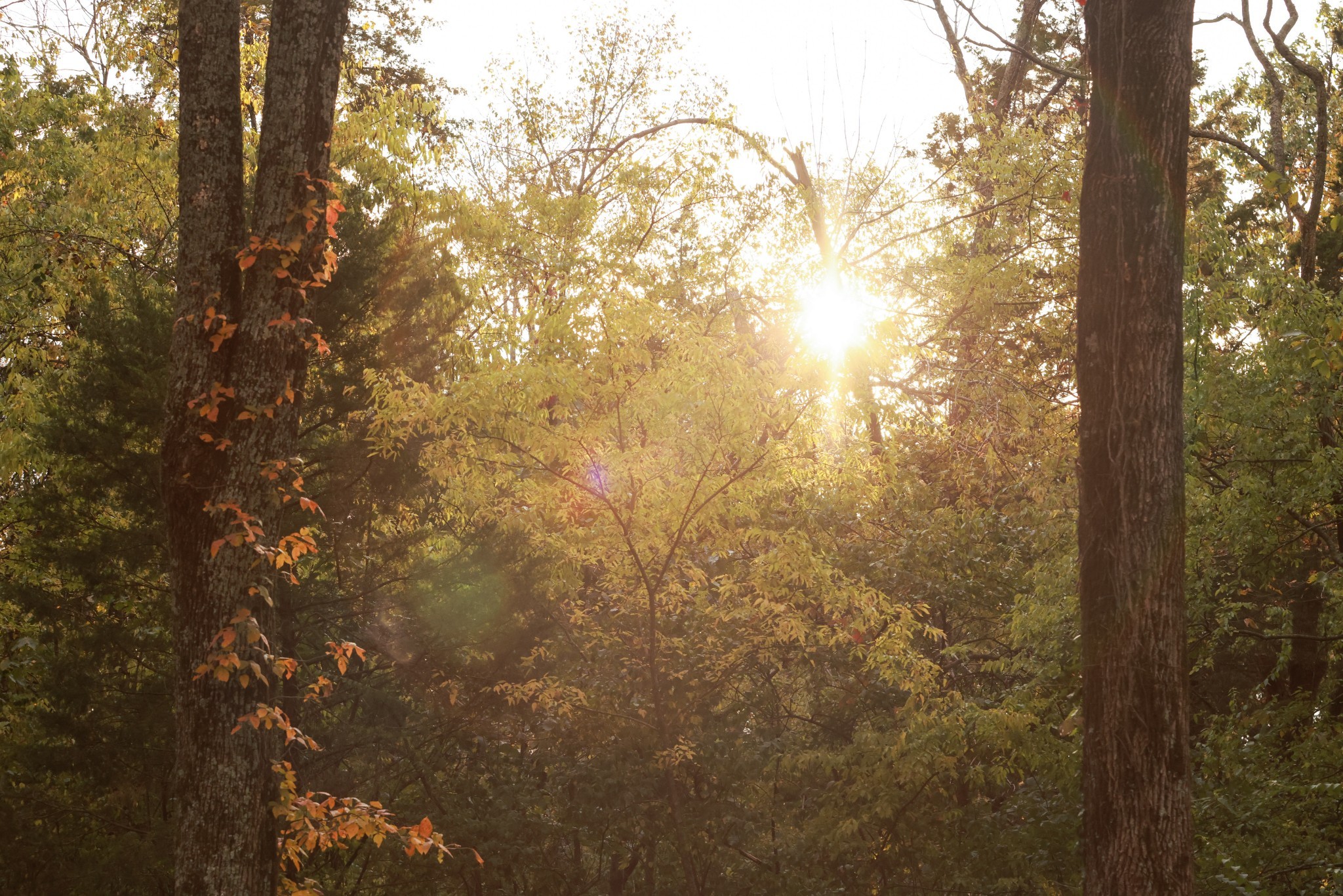 9227 Old Smyrna Rd Lot 1, Brentwood, TN 37027