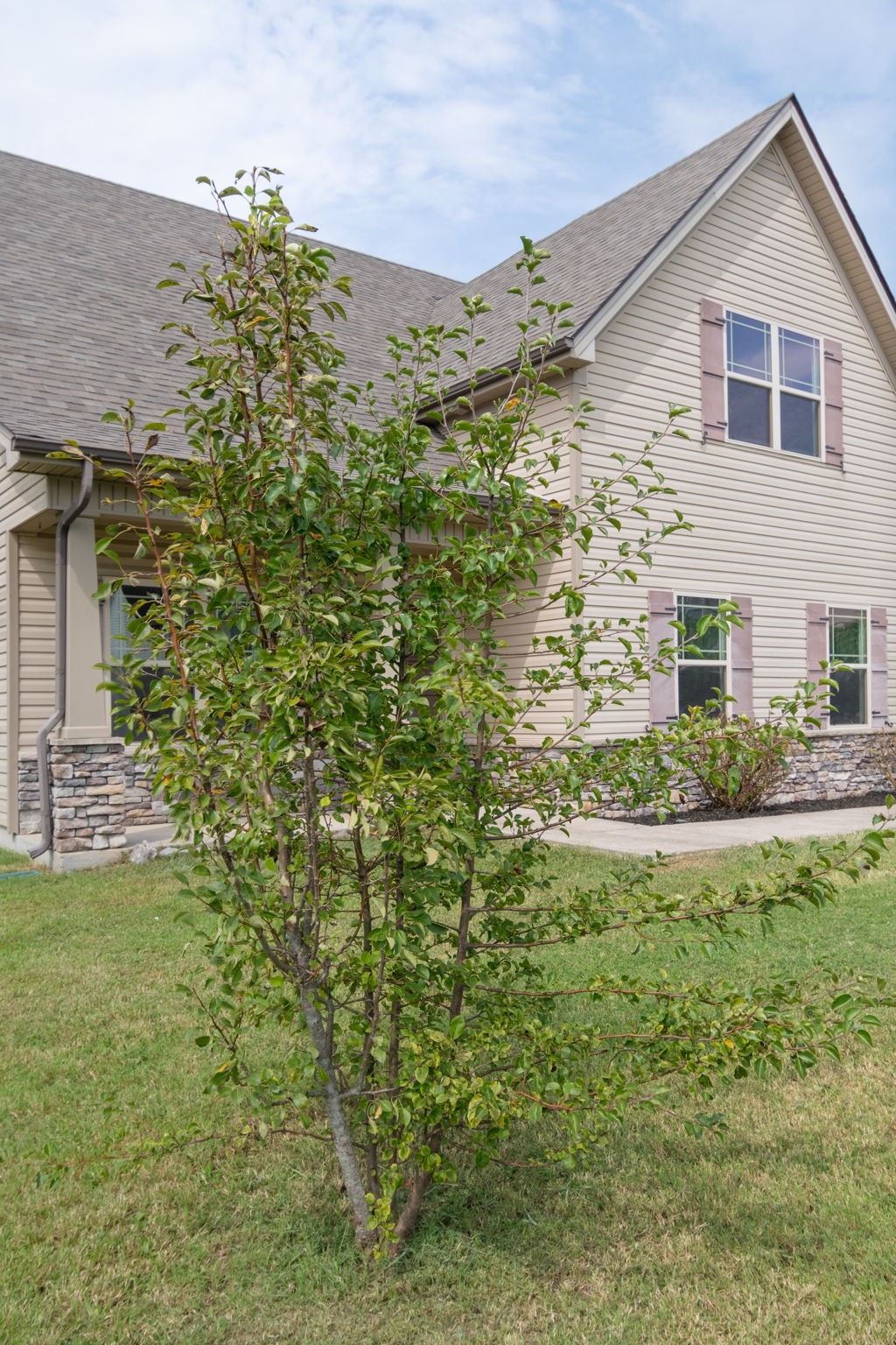 1504 Halverson Dr, Murfreesboro, TN 37128