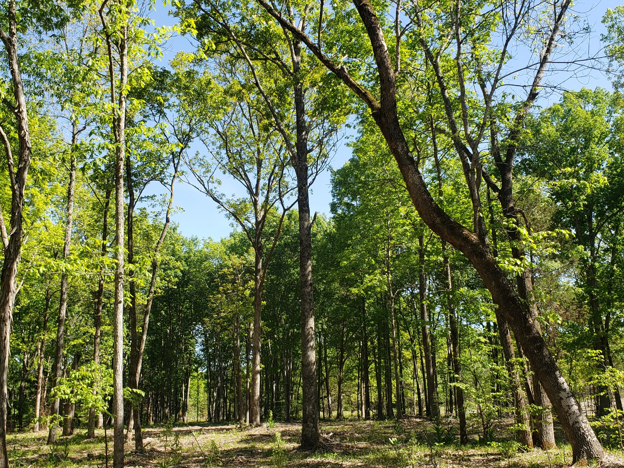 0 Kedron Rd Lot 1, Spring Hill, TN 37174